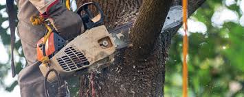 Lawn Pest Prevention in Kimberly, AL